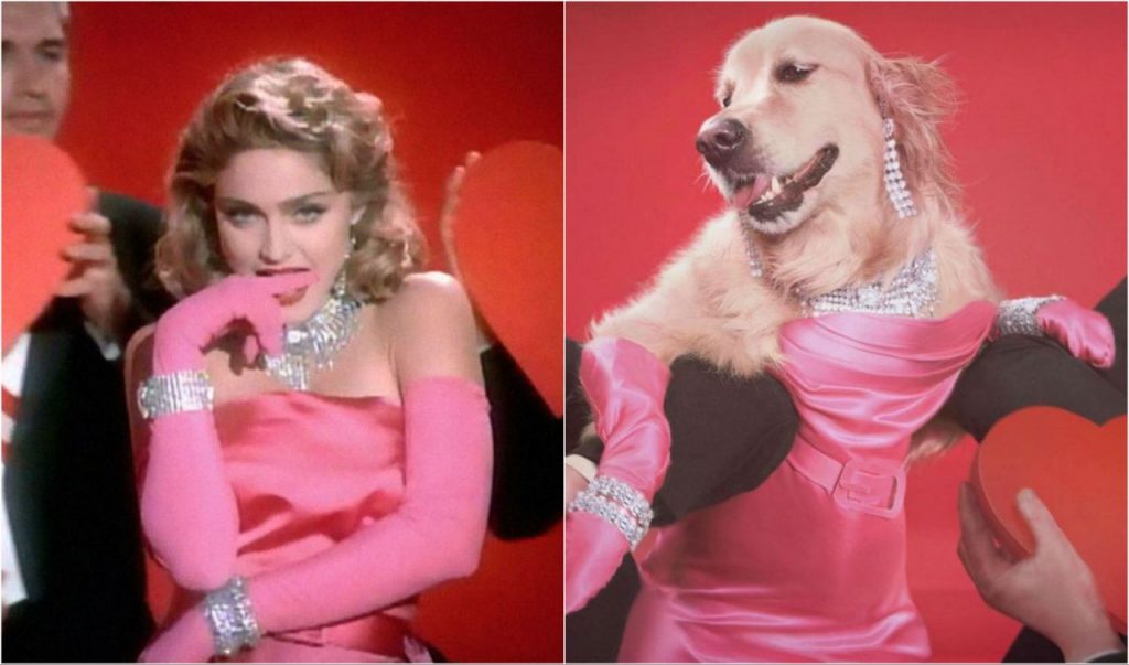 MAXDONNA el perro que es sensacion por imitar a Madonna DALE 2 10 1024x603 - MAXDONNA, el perro que es sensación por imitar a Madonna.