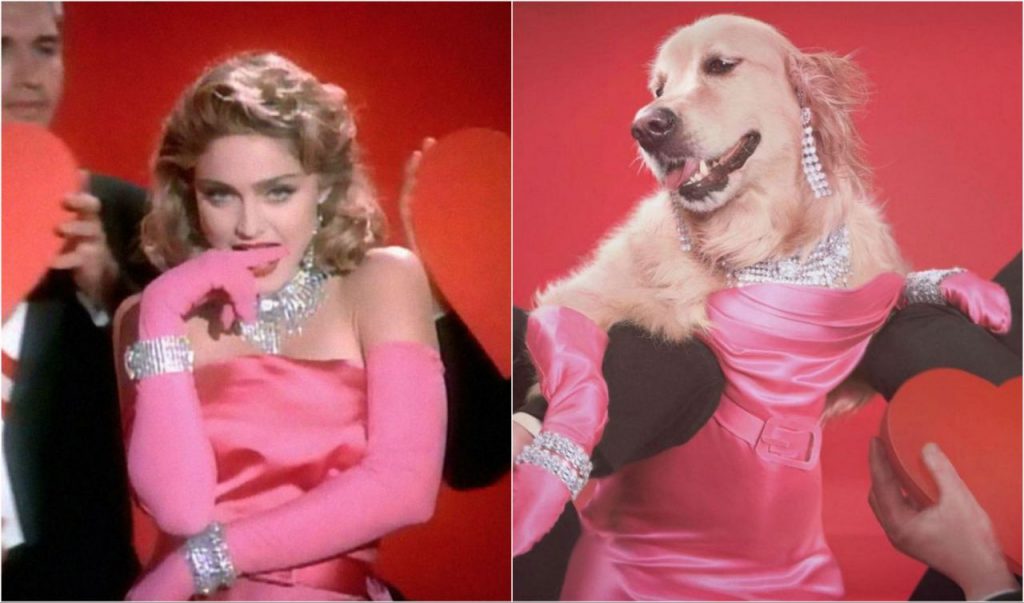 El perro sensacion por imitar a Madonna