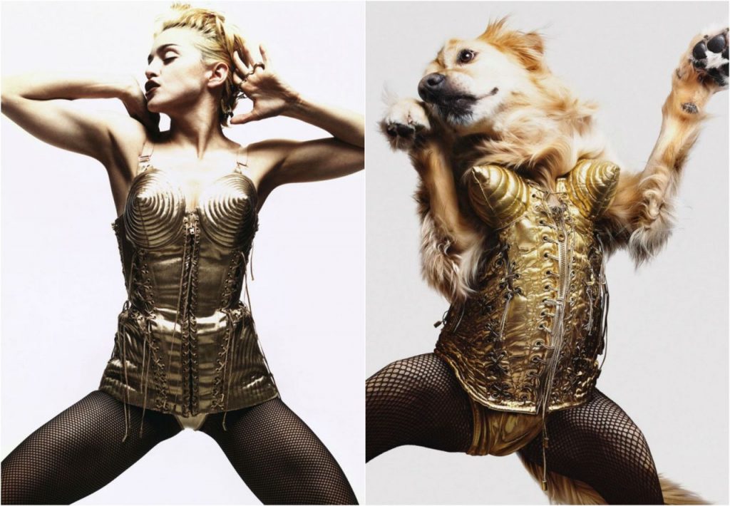 MAXDONNA el perro que es sensacion por imitar a Madonna DALE 2 1024x710 - MAXDONNA, el perro que es sensación por imitar a Madonna.