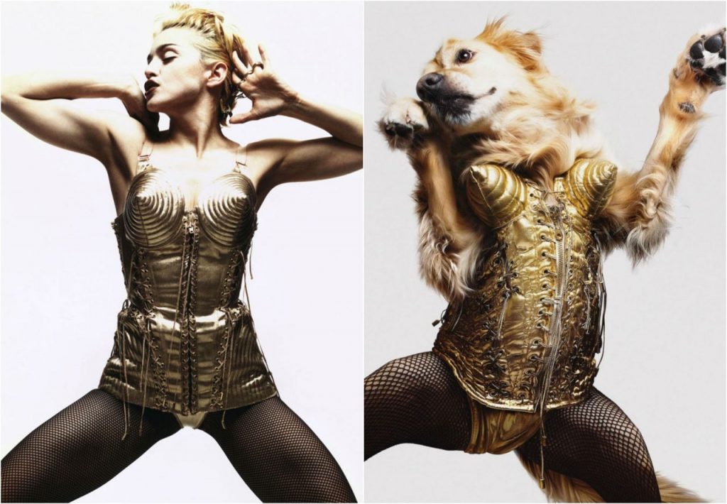 El perro sensacion por imitar a Madonna