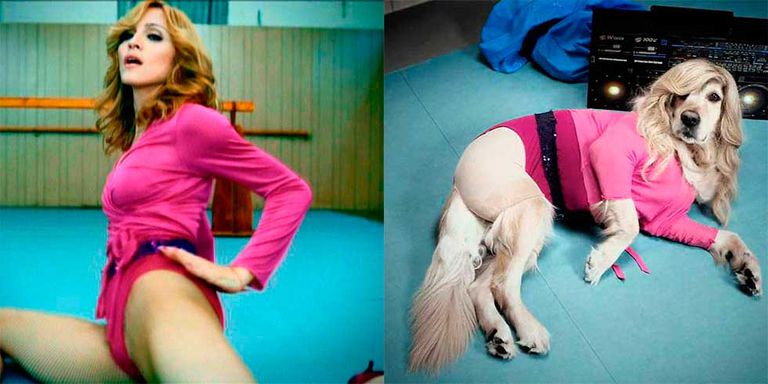 MAXDONNA el perro que es sensacion por imitar a Madonna DALE 2 7 - MAXDONNA, el perro que es sensación por imitar a Madonna.