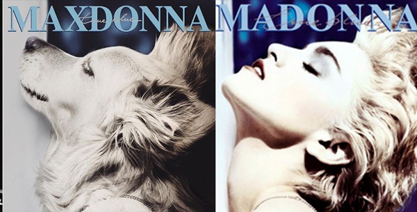 El perro sensacion por imitar a Madonna