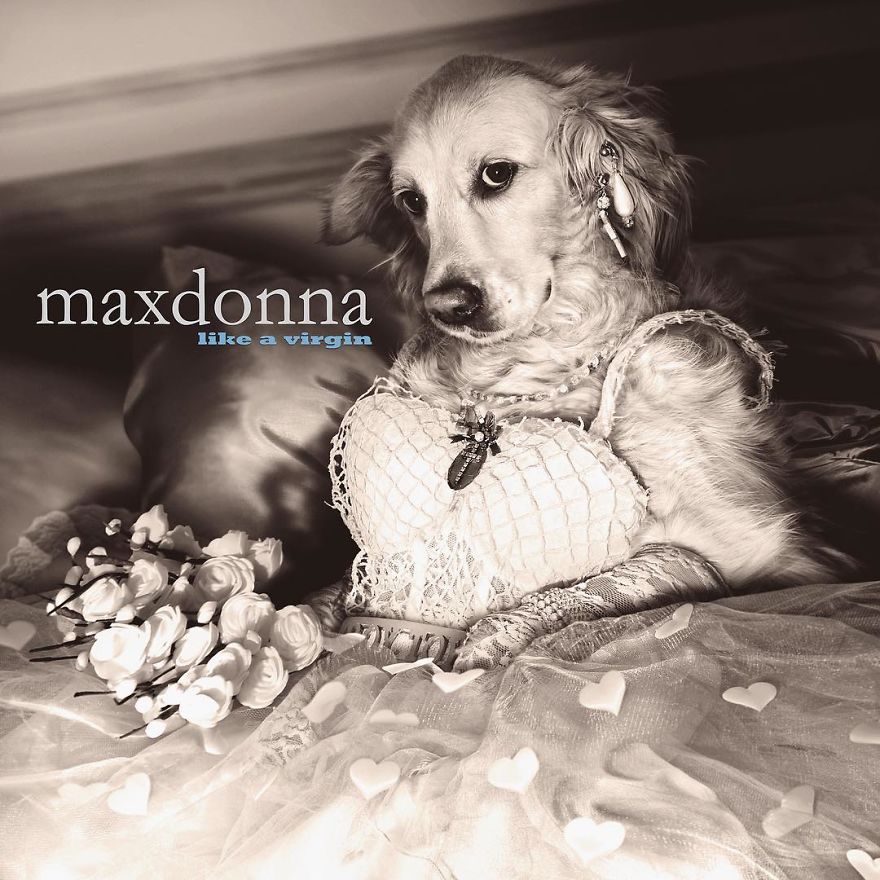 Perrito que imita a Maddona 2 - MAXDONNA, el perro que es sensación por imitar a Madonna.