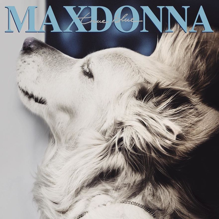 El perro sensacion por imitar a Madonna