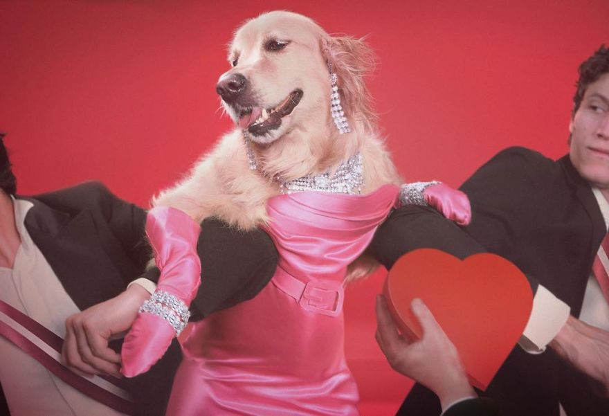 Perrito que imita a Maddona 7 - MAXDONNA, el perro que es sensación por imitar a Madonna.