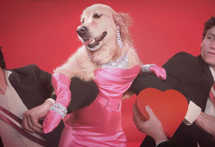 El perro sensacion por imitar a Madonna