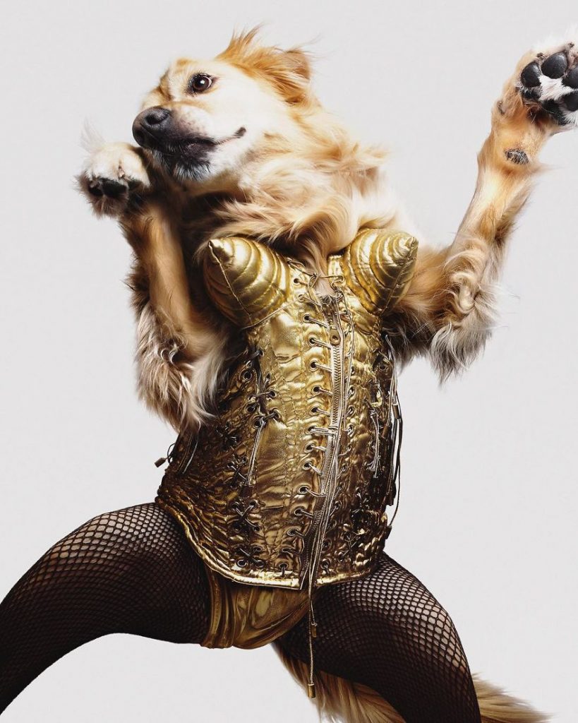 El perro sensacion por imitar a Madonna