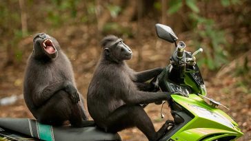 mono secuestrador moto