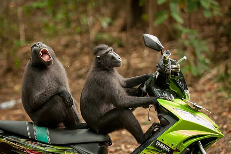 mono secuestrador moto
